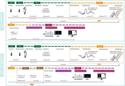 Optimization of Whole Mount RNA Multiplexed in situ Hybridization Chain Reaction With Immunohistochemistry, Clearing and Imaging to Visualize Octopus Embryonic Neurogenesis